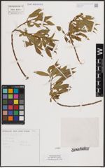 Foto von Salix fragilis L.